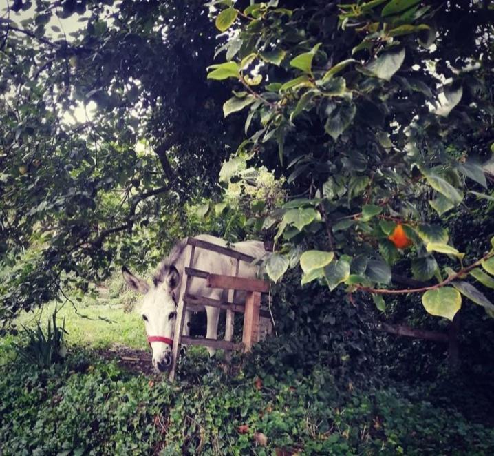 La Casa Di Mo Villa Albisola Superiore Kültér fotó